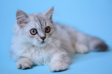 kitten cat scottish straight, lop-eared fluffy, animal