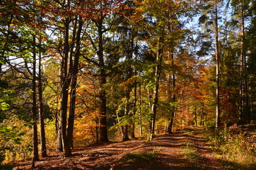 im Herbstwald, mit Weg