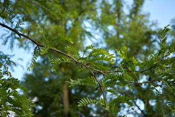 Gleditsia triacanthos