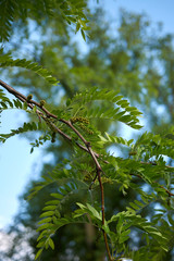 Gleditsia triacanthos