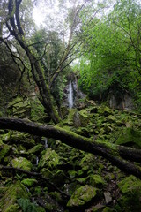 Wasserfall Urwald