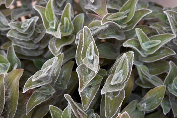 Tradescantia sillamontana