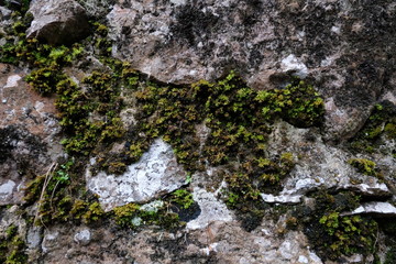 Felsen bewachsen