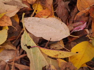 On the ground are fallen autumn leaves. On leaves breath rain.