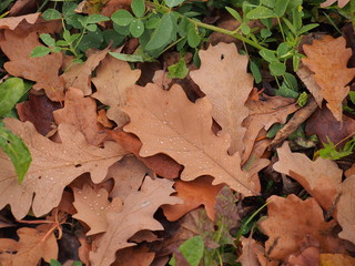 On the ground are fallen autumn leaves. On leaves breath rain.