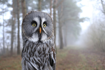 Bartkauz im Herbst vor einem Wald im Nebel mit Weitwinkel