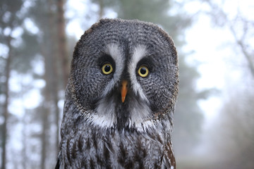 Bartkauz Portrait mit Blick in die Kamera, Hintergrund Wald im Nebel