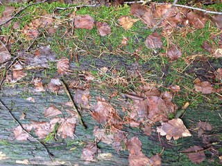 Waldboden im Herbst