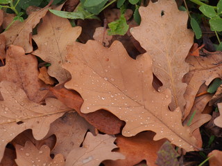 On the ground are fallen autumn leaves. On leaves breath rain.