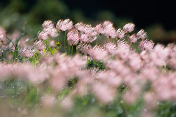 Aleutian avens  alpine plants - 風になびくチングルマ
