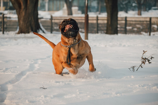 Happy dog outside