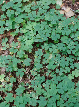 wild clovers on the ground