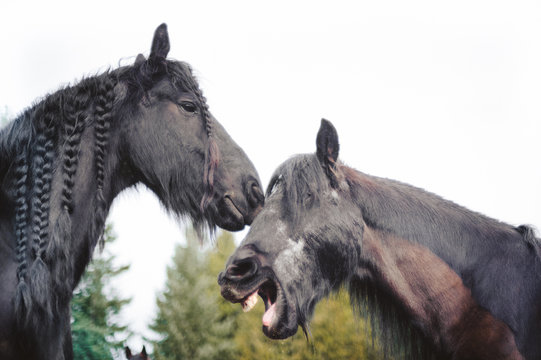 Two Black Horses Disagreeing