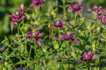  Monarda didyma (Scarlet beebalm) 