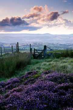 Heather covered moorland at sunset