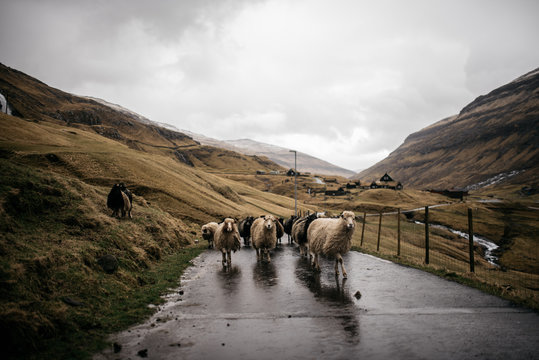 a herd of sheeps blocking a road in rain