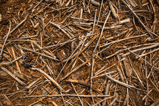 Stick texture, California
