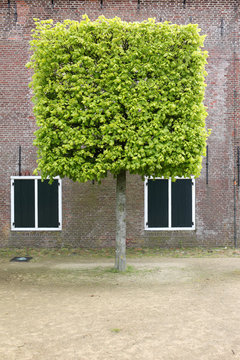 Square tree