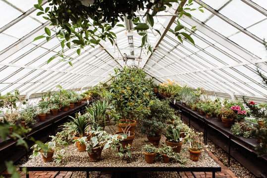 plants in greenhouse