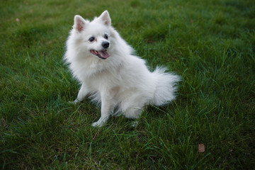 white spitz for a walk, summer park