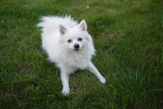 White Spitz For A Walk, Summer Park