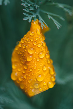 Droopy California poppy with water droplets
