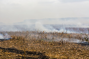 farmer arson post-harvest remains of corn, which resulted in the killing of microorganisms, as well as small animals and smoke, discharging heavy metals into the atmosphere