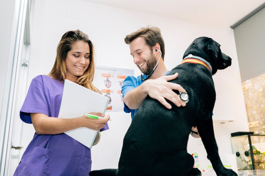 Veterinary professionals examining a dog
