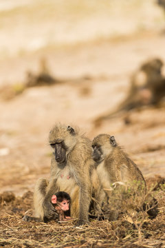Chacma baboon family in Chobe National Park