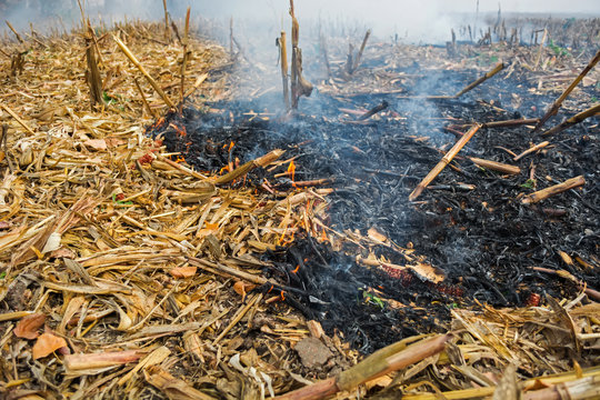 farmer arson post-harvest remains of corn, which resulted in the killing of microorganisms, as well as small animals and smoke, discharging heavy metals into the atmosphere