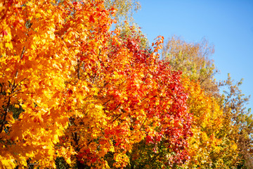 Fall . Season of the year. Сolorful foliage on a trees in the park. Autumn yellow and red leaves on blue sky background.