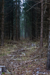 early morning, winter day in the woods, forest trail - dry grass stalks, large spruce and a little snow on the ground; There are many dry branches on the forest trail