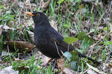 Amsel sucht nach Würmern im Boden