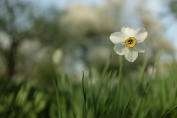 A group of white narcissus in the garden, Spring landscape.