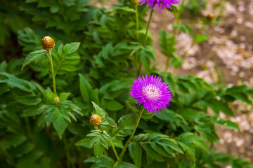 Fototapeta premium Василёк