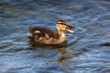 A little duck with an open beak in the blue lake. Lake Garda, northern Italy.