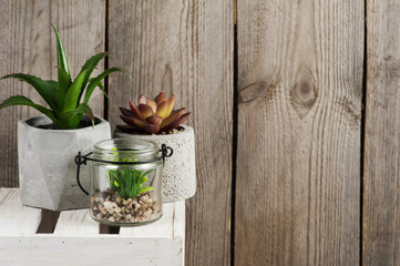 Succulents and old wood