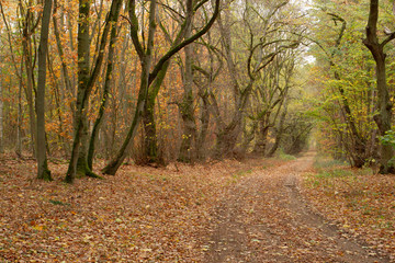 Obraz premium Zauberwald