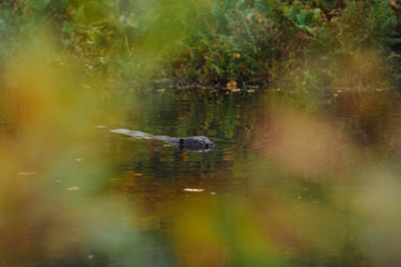 Beaver on the forest lake