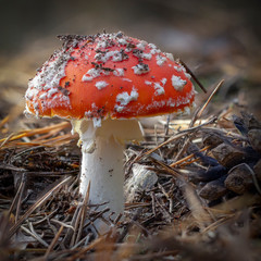 Amanita muscaria fly agaric red mushrooms with white spots in grass