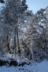 Fototapeta premium Bosque nevado en invierno