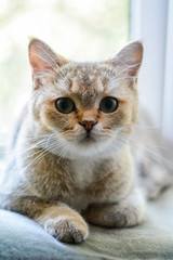 kitten cat scottish straight, lop-eared fluffy, animal