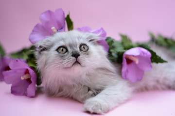kitten cat scottish straight, lop-eared fluffy, animal
