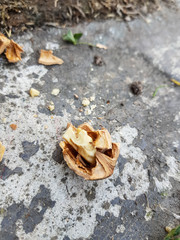 Walnüsse mit Nussknacker