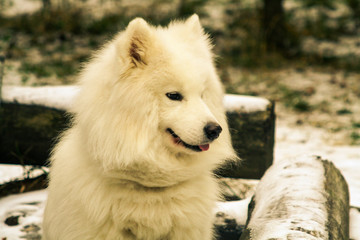 Obraz premium Samoyed dog
