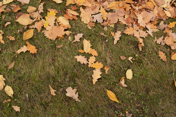 autumn leaves on green grass