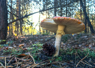 Amanita muscaria fly agaric red mushrooms with white spots in grass