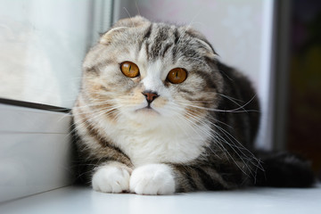 kitten cat scottish straight, lop-eared fluffy, animal