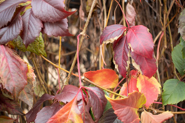 vineyard  in autumn