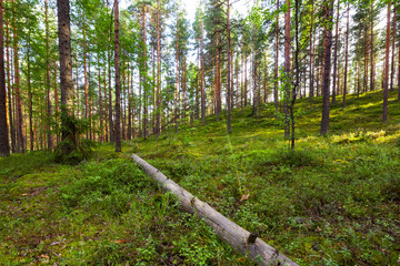 A dry fallen log lies diagonally in the middle of a thicket in the green grass between thin trees on a clear sunny day. Vyborg forest, Leningrad region, Russia.